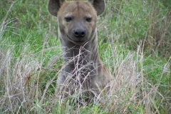 inquisitive-hyeana
