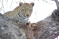 leopard-female