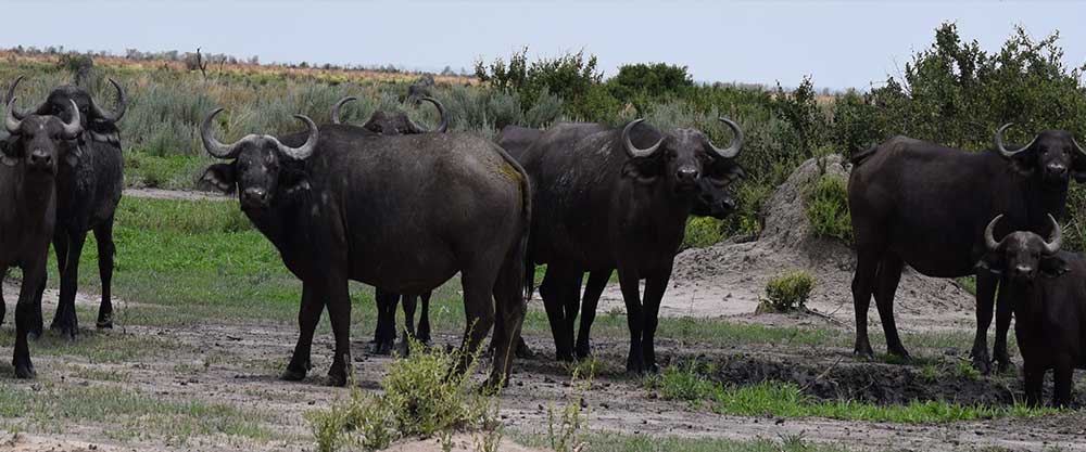 Cape Buffalo Hunting Safari Special